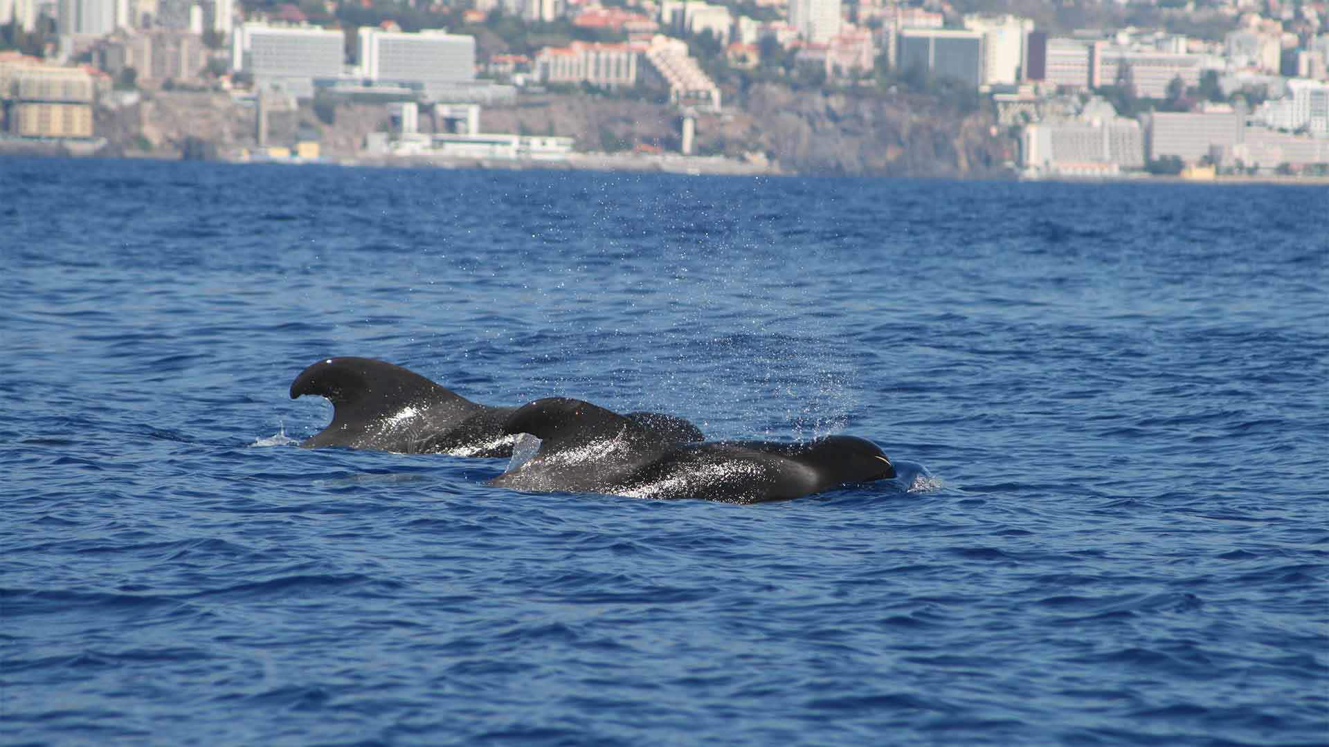 whale watching madeira 9
