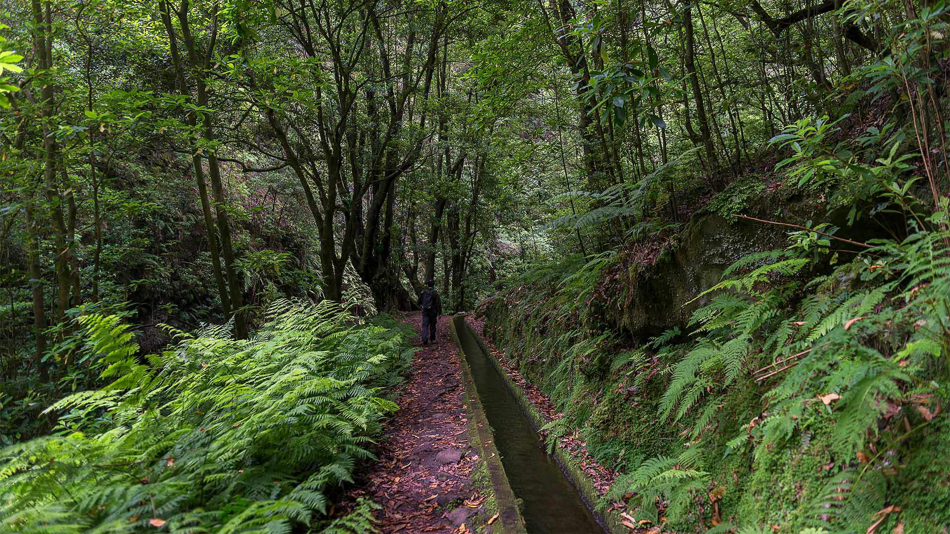 levada do rei 6